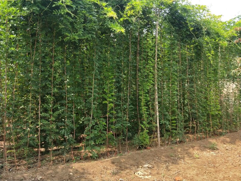 长穗多花紫藤，350亩基地直发，假一赔十，