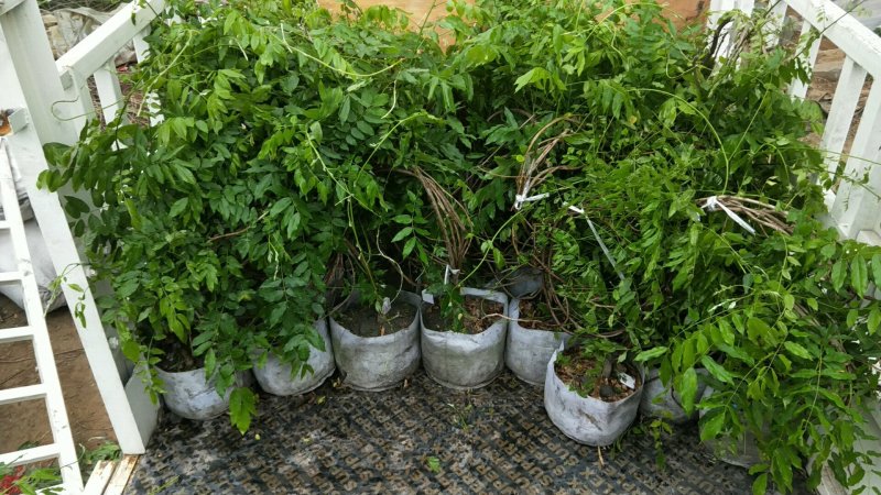 长穗多花紫藤，350亩基地直发，假一赔十，