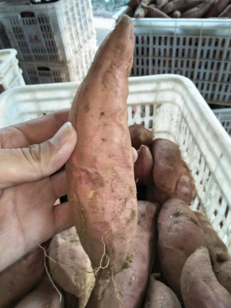 【优质】烟薯25条形好无虫眼黑斑口感好量大从优现挖现卖