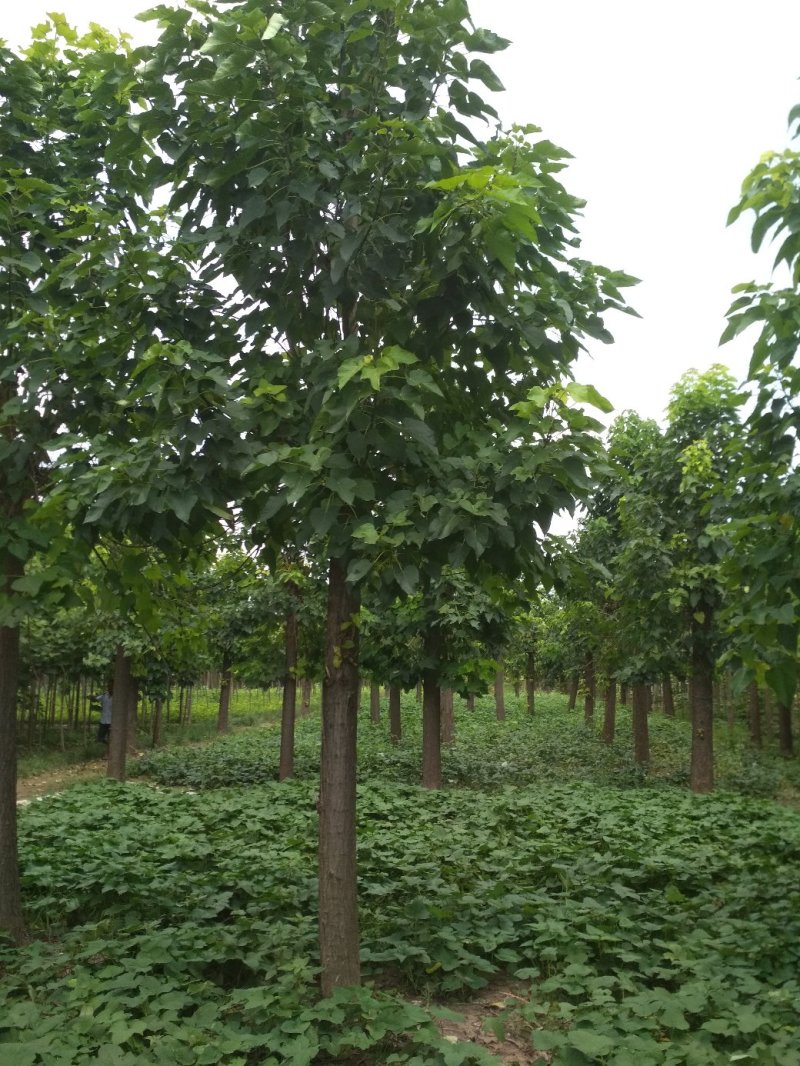 这里楸楸树品质好，价各优惠。