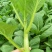 推荐菜台广东油菜芯产地直供量大从优供全国电商超市