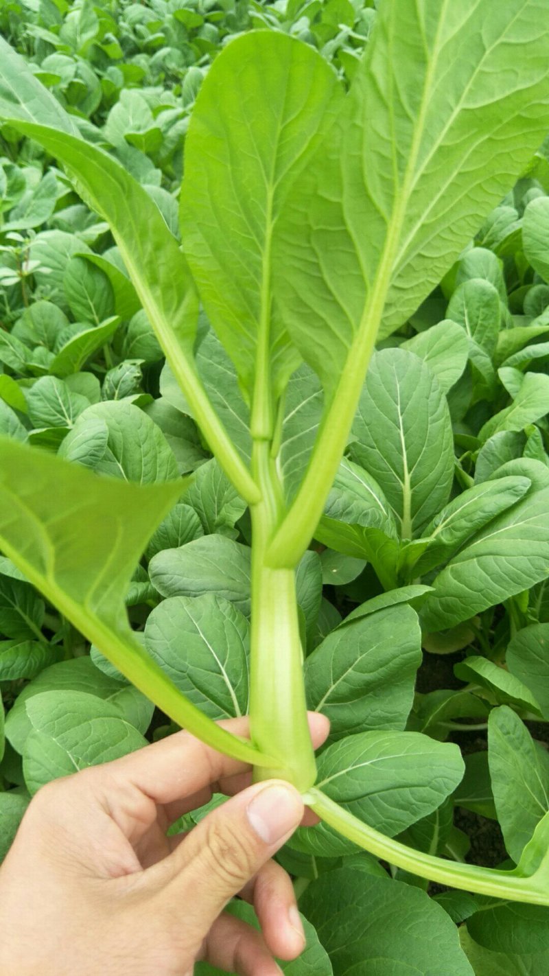 推荐菜台广东油菜芯产地直供量大从优供全国电商超市