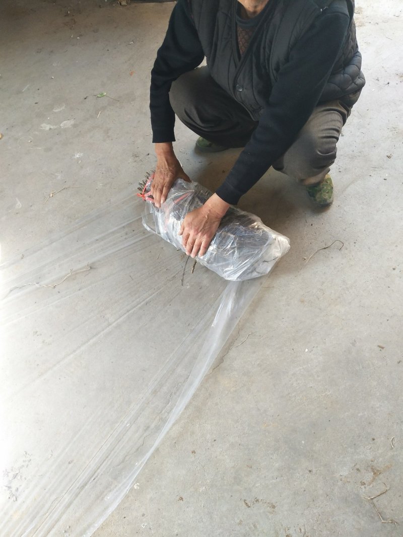高钙果苗1-3年生，欧李，农大系列钙果苗，