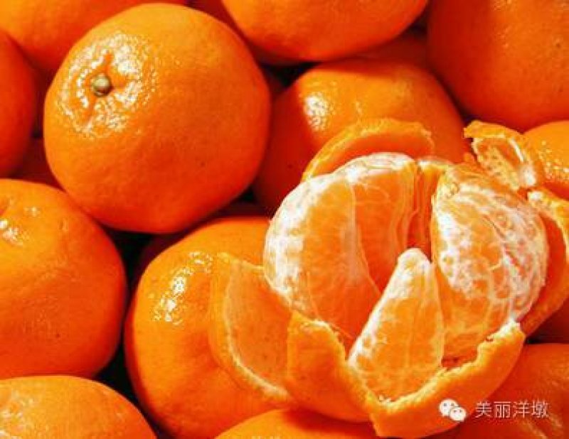产地发货福建芦柑福建高山优质永春芦柑原产地现採现发。