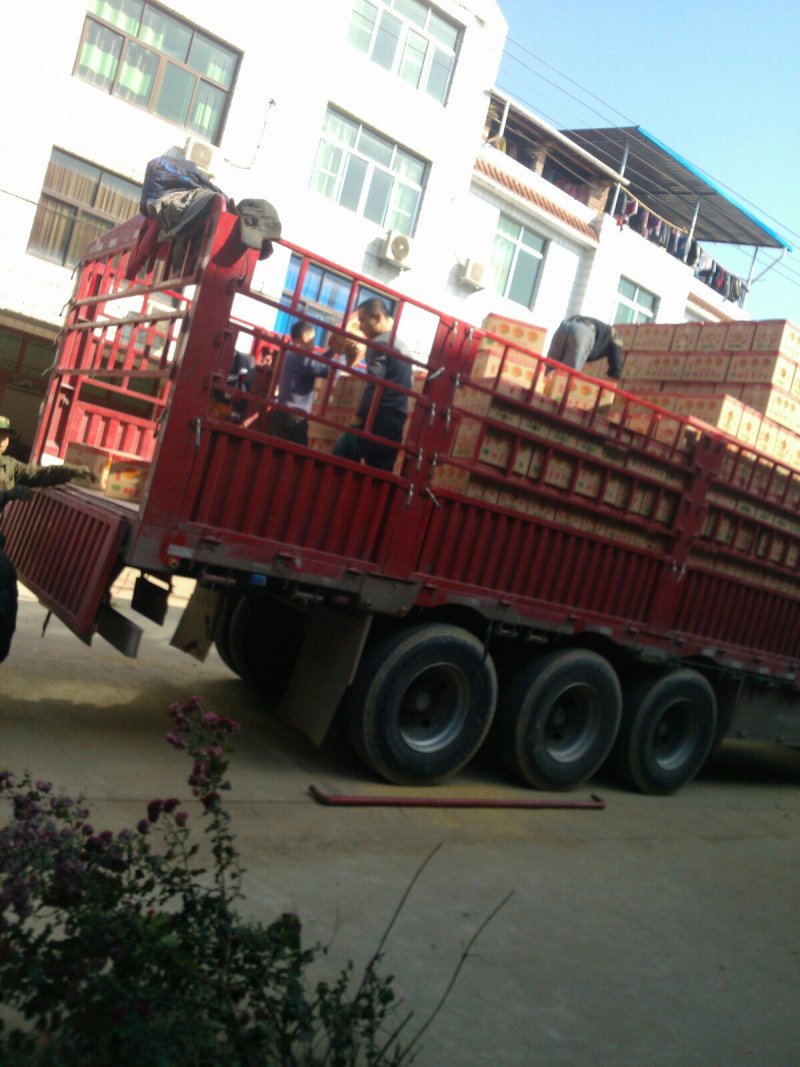 产地发货福建芦柑福建高山优质永春芦柑原产地现採现发。