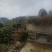 拐枣树苗，地径0.8以上，根系发达，无病虫害