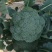 西兰花大量上市