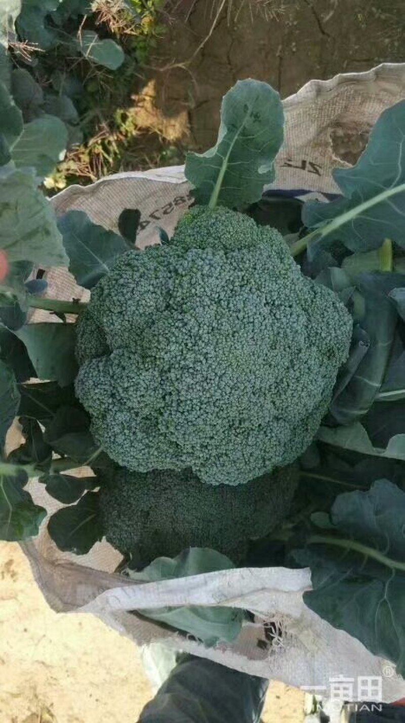 西兰花大量上市