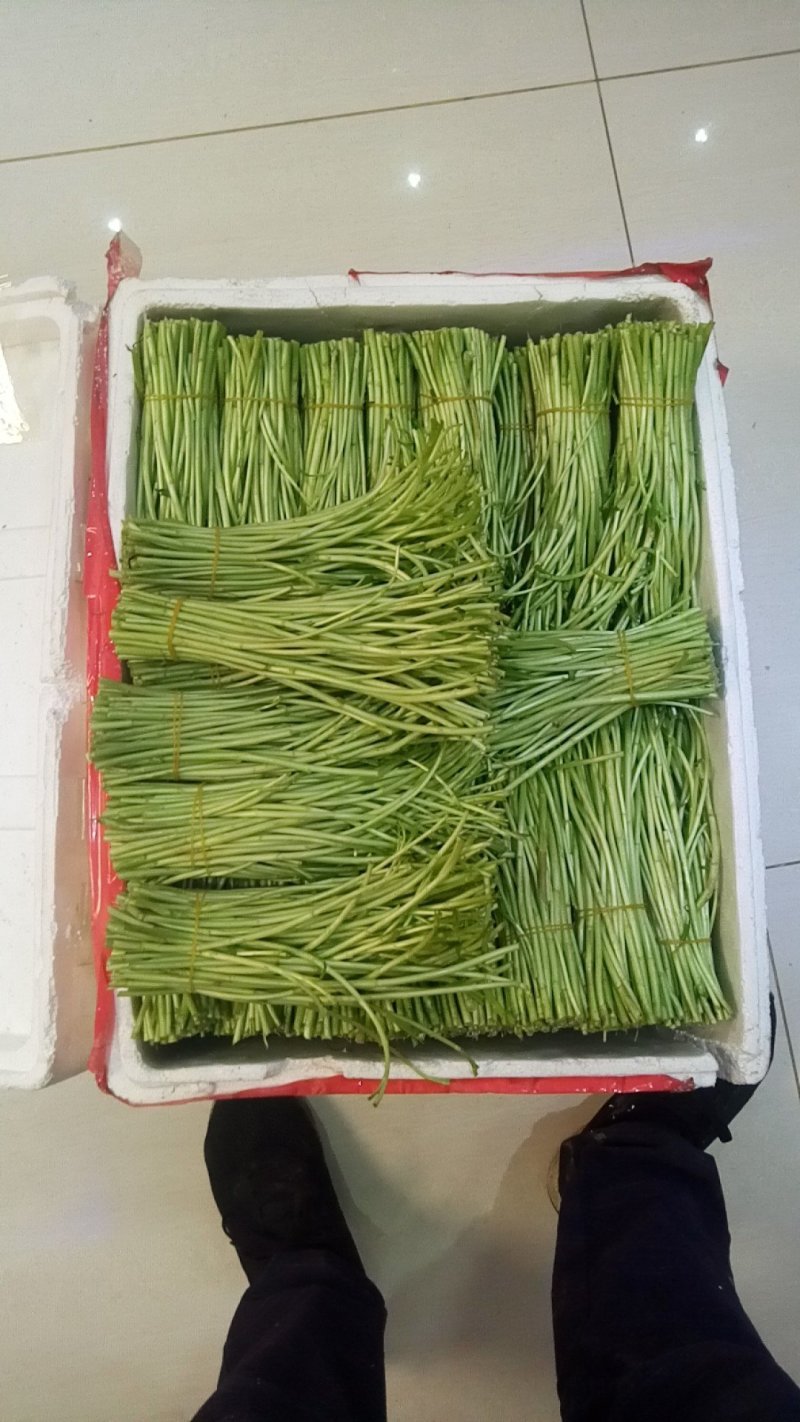 芦蒿大量上市有需要的老板欢迎订购！