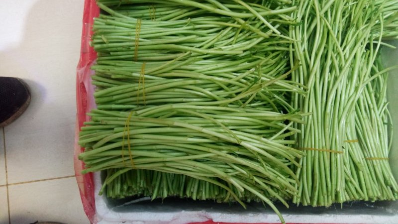 精品芦蒿大量上市有需要的老板欢迎订购