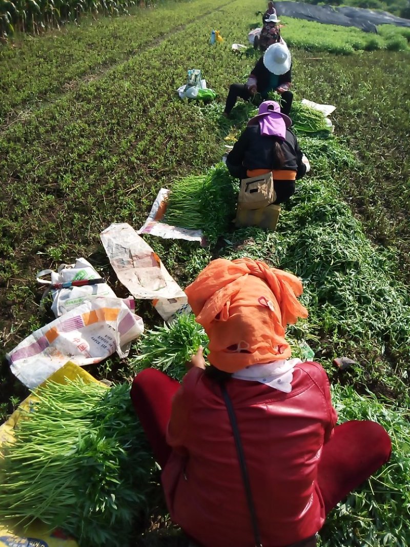 精品芦蒿大量上市有需要的老板欢迎订购