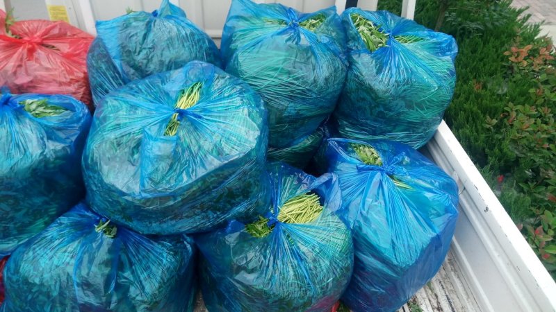 精品芦蒿大量上市有需要的老板欢迎订购