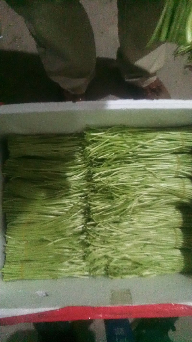 精品芦蒿大量上市有需要的老板欢迎订购