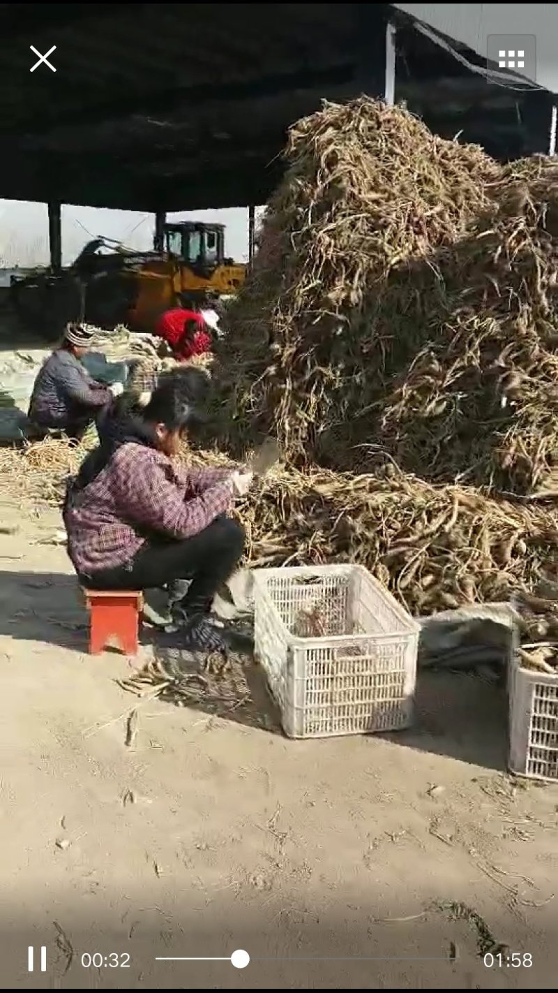 千亩辣根丰收