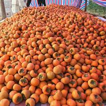 陕西大荔县阳丰甜柿基地直供，货源充足，保质保量。