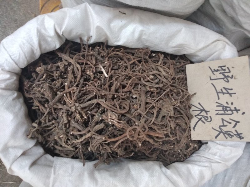 蒲公英根野生入药类，非泡茶