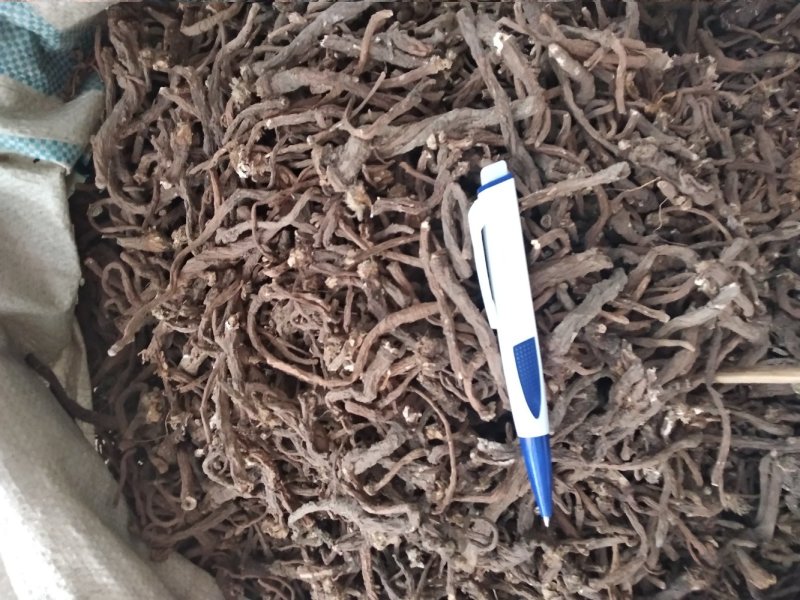 蒲公英根野生入药类，非泡茶