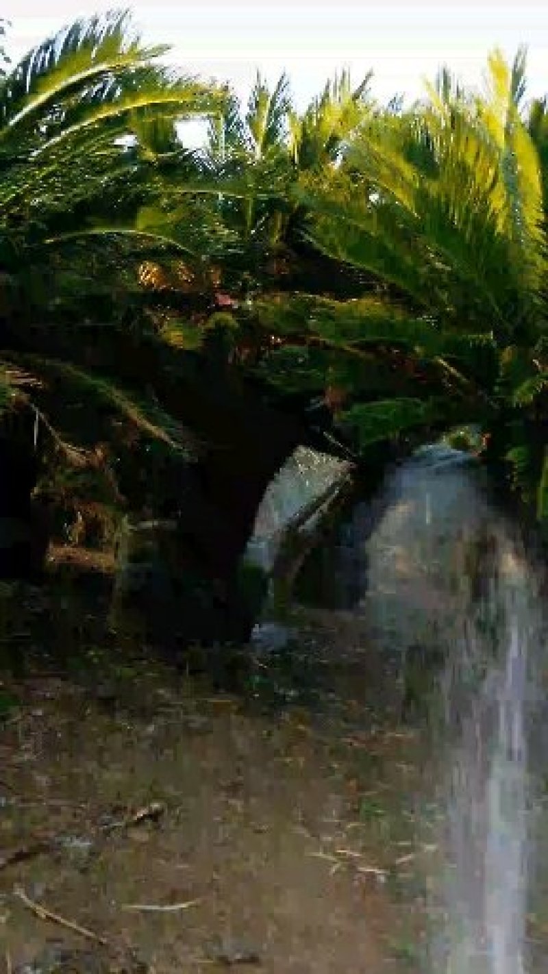 苏铁盆景