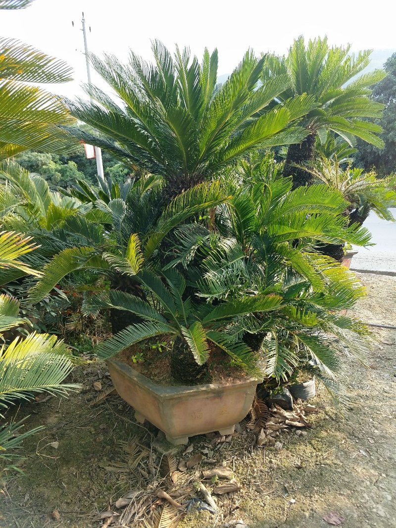 苏铁盆景