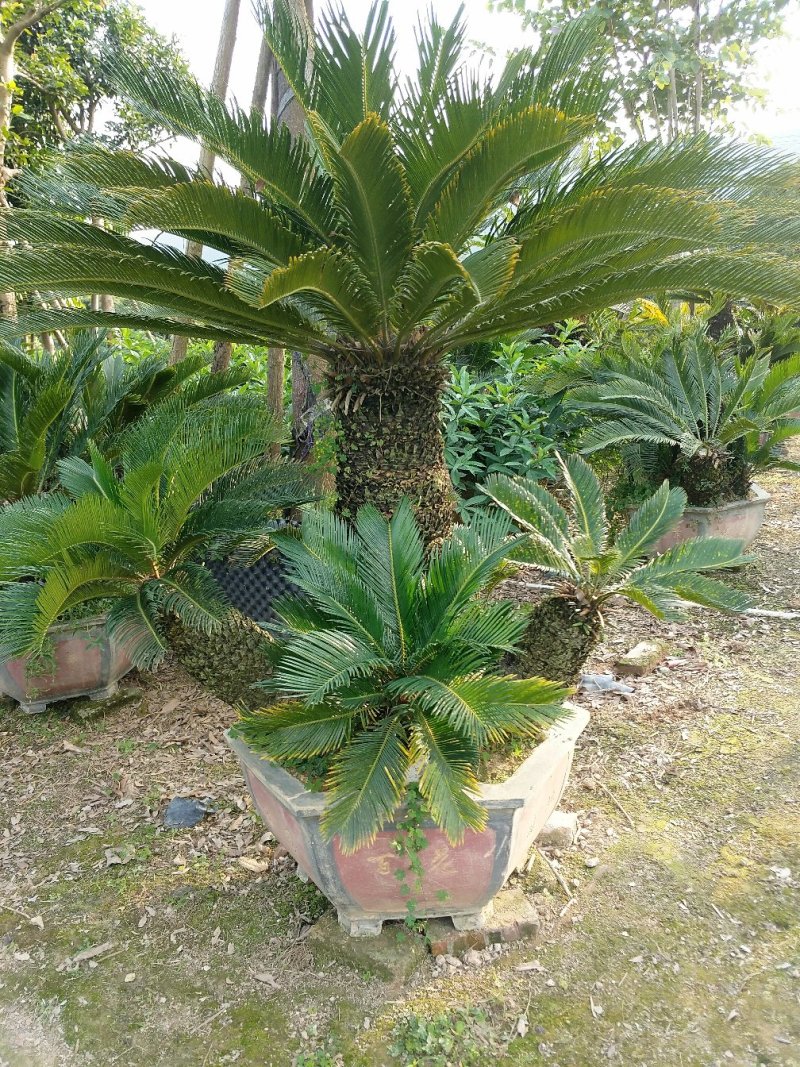 苏铁盆景