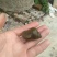 中华圆田螺鲜活
