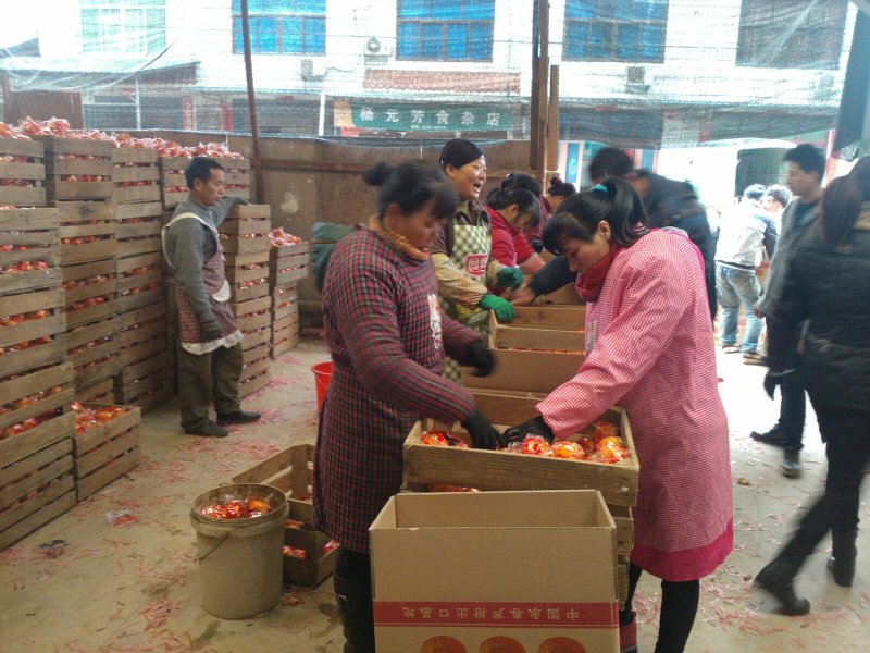 产地发货福建芦柑福建高山优质永春芦柑原产地现採现发。