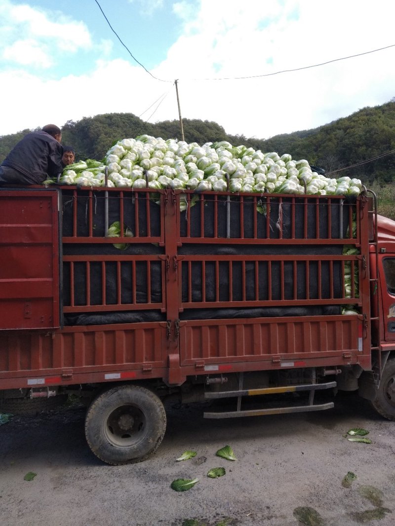 大白菜精品高山蔬菜，供应充足，保质保量。！！！！