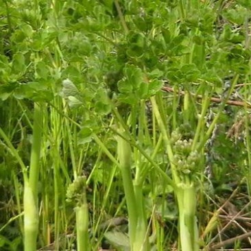 野菜特菜
