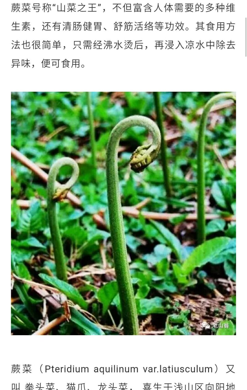 野菜特菜