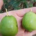 野菜特菜