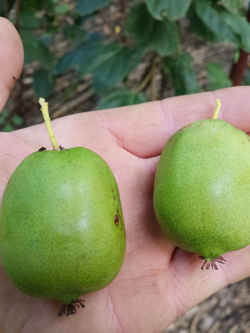 野菜特菜