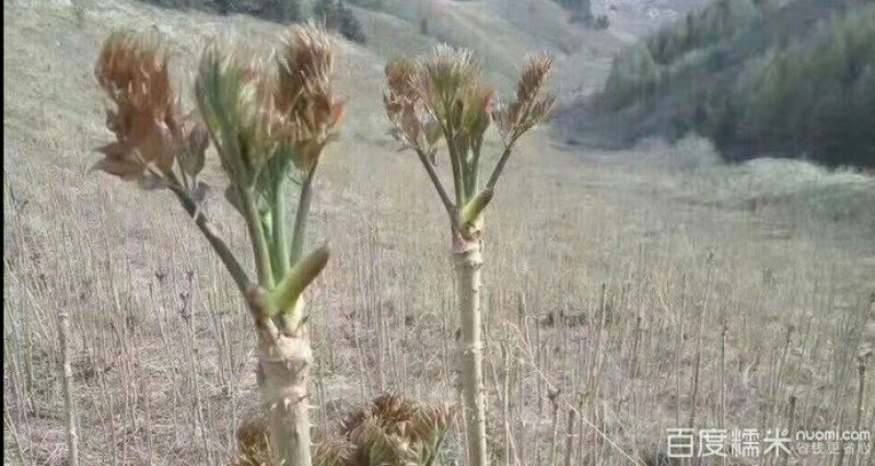 野菜特菜