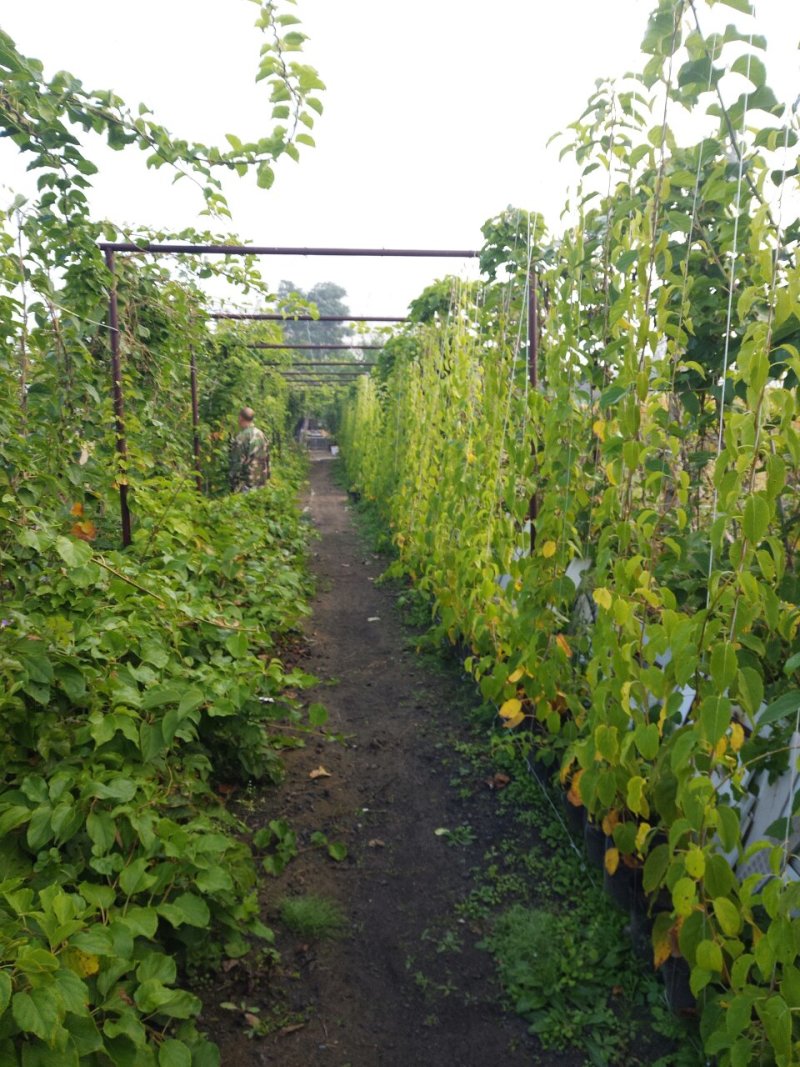 野菜特菜
