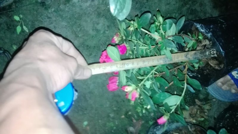 16杯杜鹃