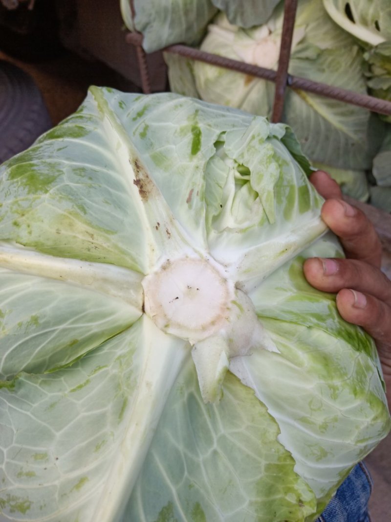 京丰一号扁包菜