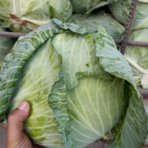 京丰一号扁包菜