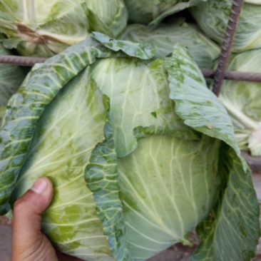 京丰一号扁包菜