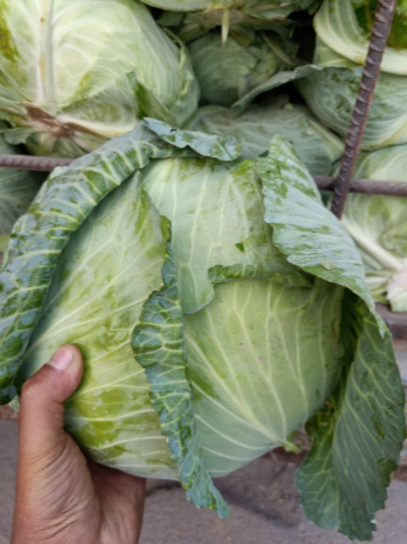 京丰一号扁包菜