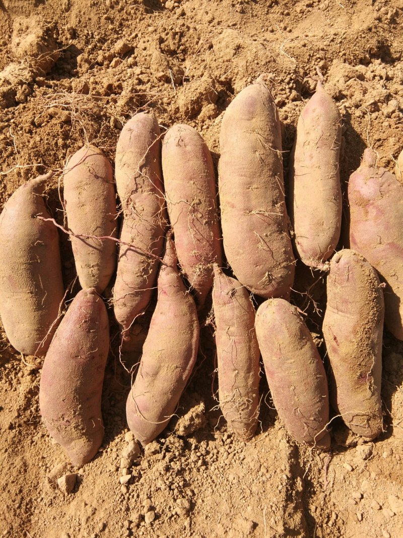山东精品紫罗兰蜜薯，基地新鲜现挖现发，保质保量，欢迎下单