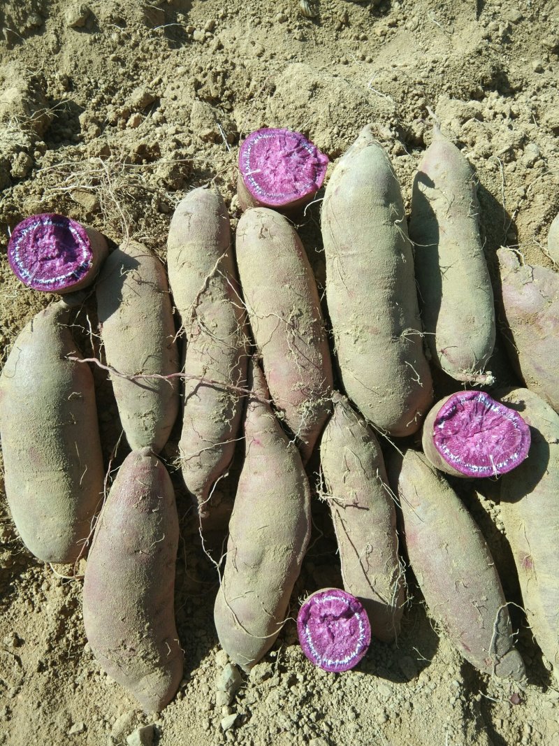 山东精品紫罗兰蜜薯，基地新鲜现挖现发，保质保量，欢迎下单
