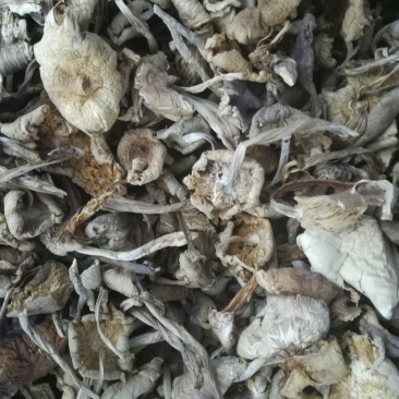 野生鸡枞菌干品