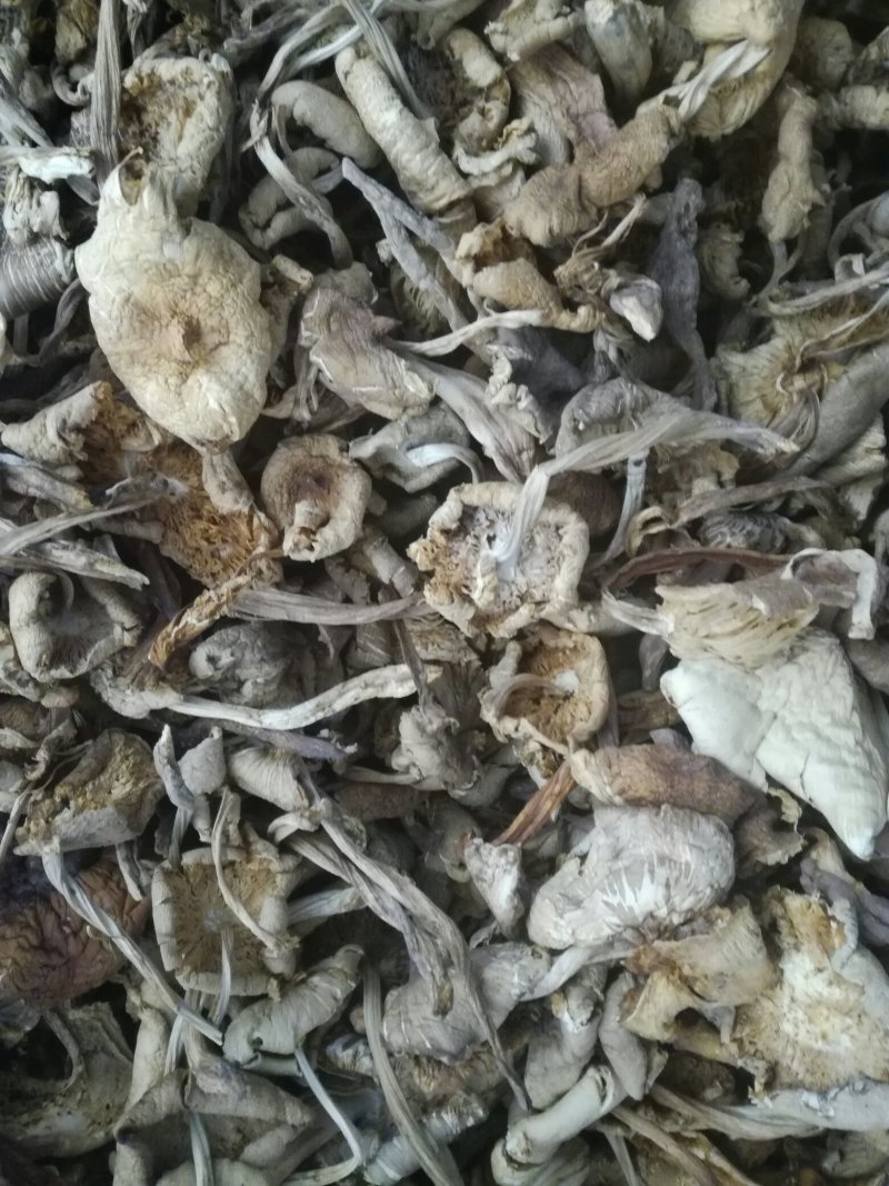 野生鸡枞菌干品
