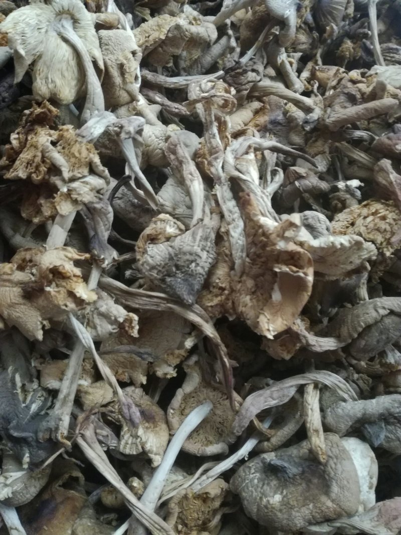 野生鸡枞菌干品