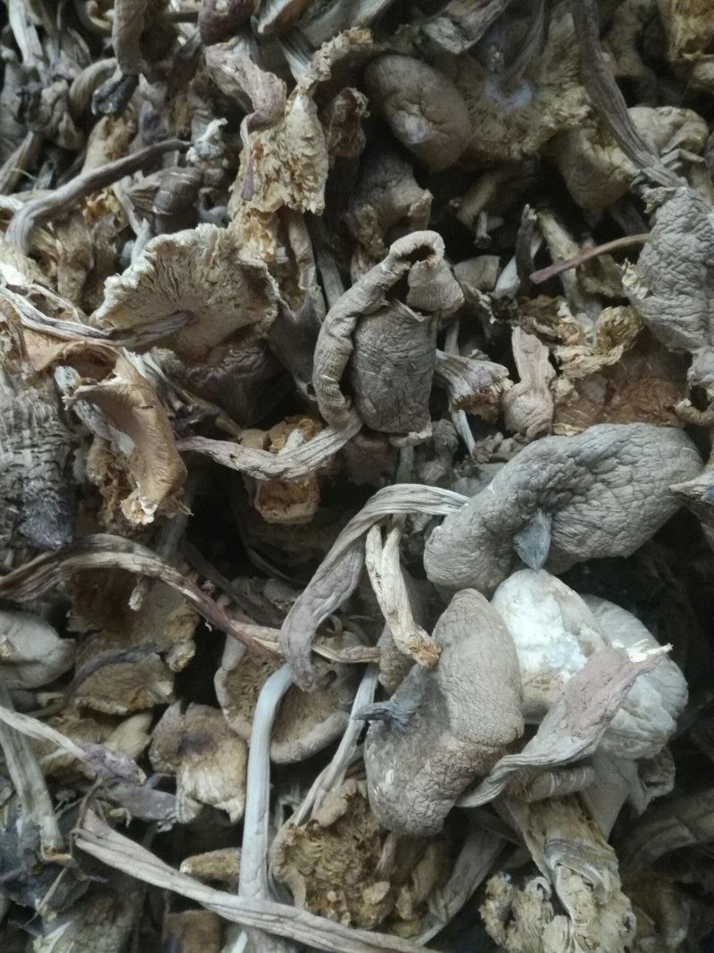 野生鸡枞菌干品
