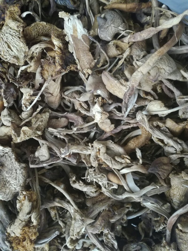 野生鸡枞菌干品