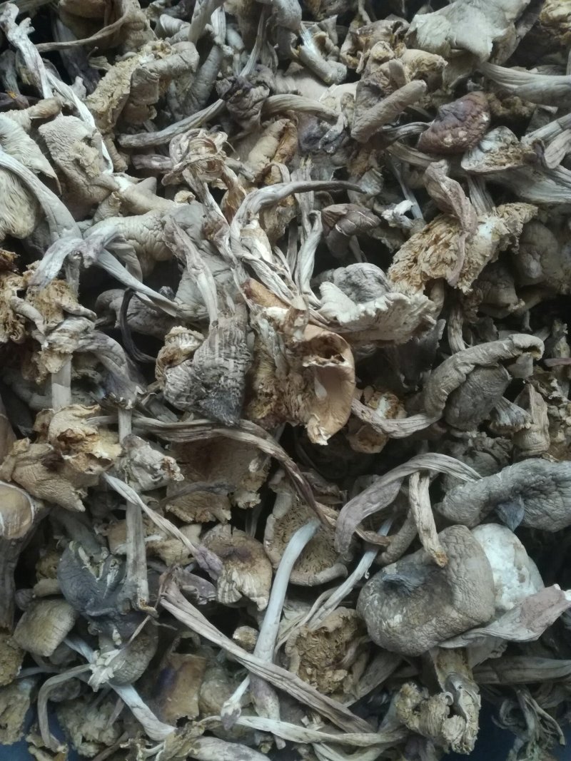 野生鸡枞菌干品