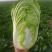 白菜4-8斤净菜