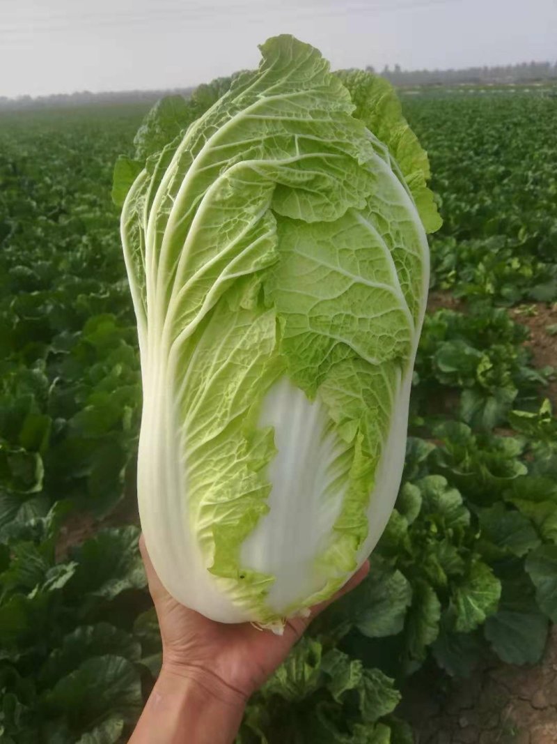白菜4-8斤净菜