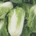 白菜4-8斤净菜