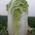 白菜4-8斤净菜